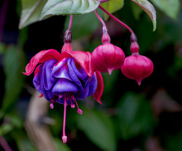 Purple Fuchsia Flower seeds for Planting - Seasonal Bloomer, Heirloom & GMO Free Seeds for Home Garden