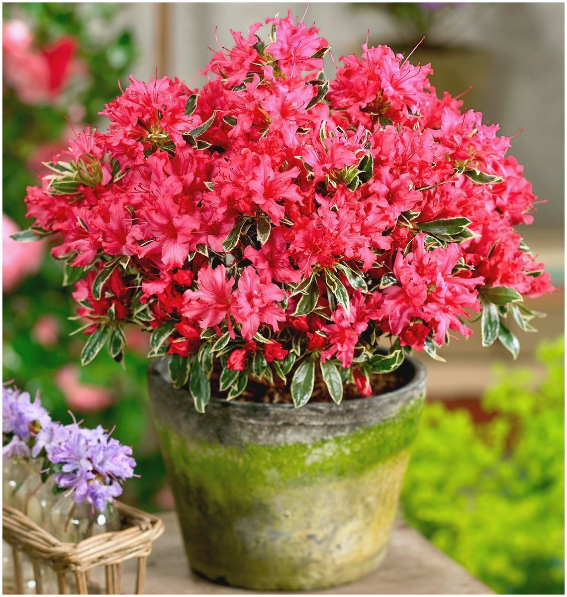 Dwarf Japanese Azalea growing in a colorful garden border.