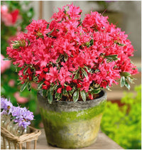 Dwarf Japanese Azalea growing in a colorful garden border.