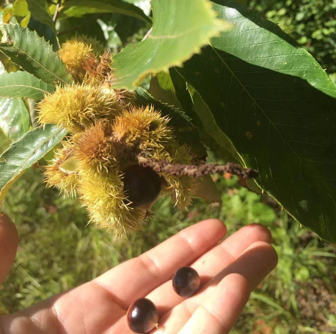 Compact chestnut tree adding natural beauty to an outdoor garden.