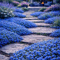 Dwarf Creeping Thyme ground cover plants growing in a sunny garden.