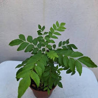 Compact Dwarf Curry Leaf plant growing in a patio container garden.