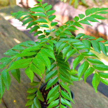 Dwarf Curry Leaf plant seeds for planting in home gardens and containers.