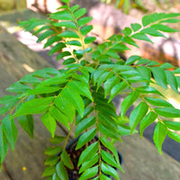 Dwarf Curry Leaf plant seeds for planting in home gardens and containers.