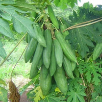 Dwarf Cylindrical Papaya Seeds for Planting