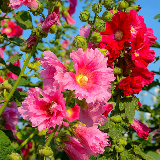 Dwarf double hollyhock plants growing in a decorative flower bed.