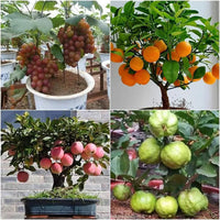 Dwarf fruit seed combo pack for planting in home gardens and containers.