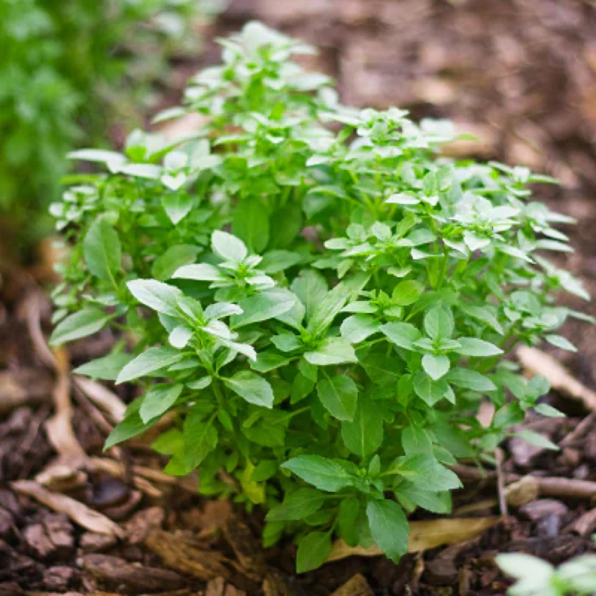 Heirloom Dwarf Greek basil growing in a garden container