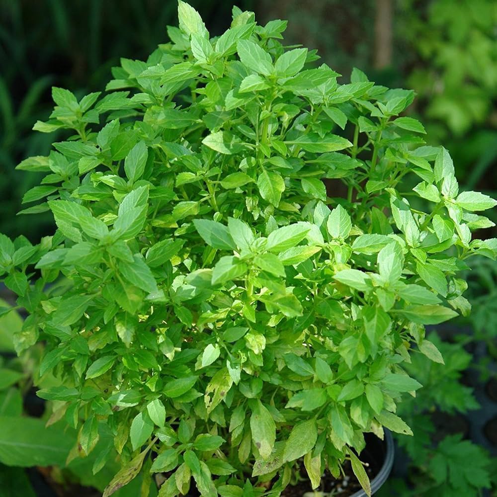 Dwarf Greek basil seeds for home herb garden planting