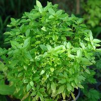 Dwarf Greek basil seeds for home herb garden planting