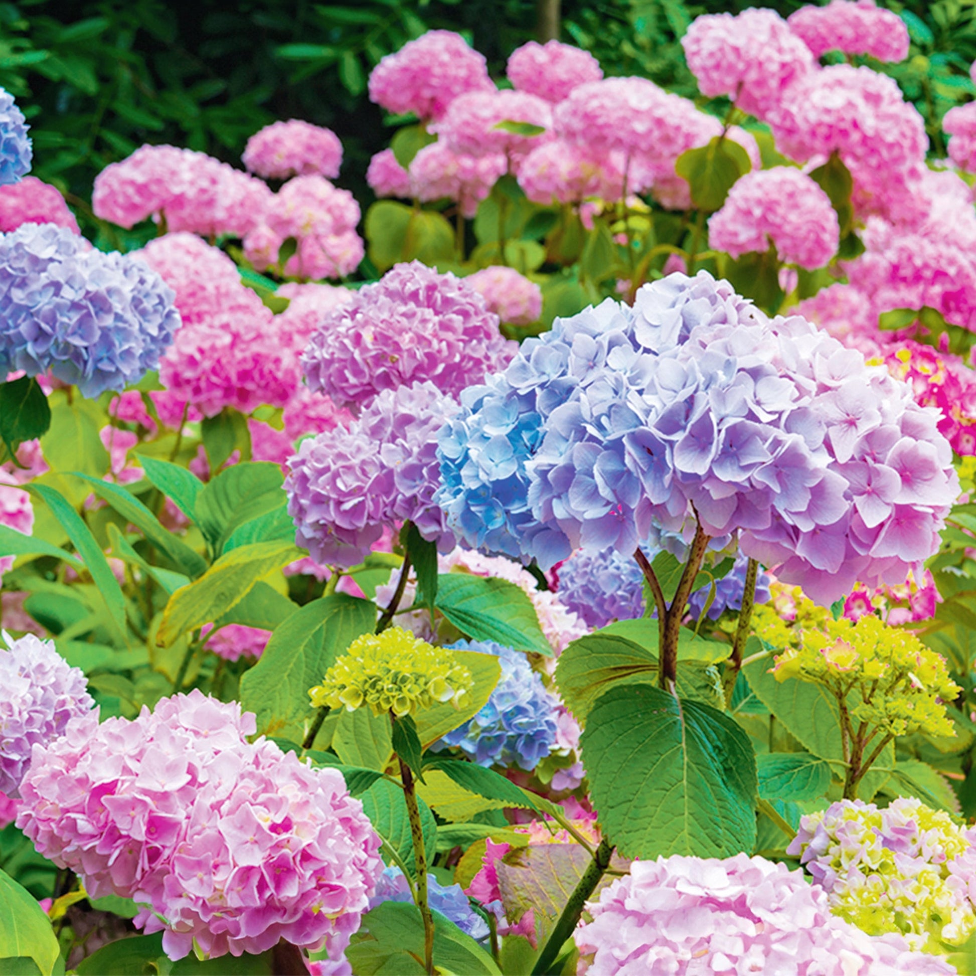 Dwarf Hydrangea seeds suitable for flower beds, borders, and containers.