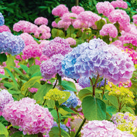 Dwarf Hydrangea seeds suitable for flower beds, borders, and containers.