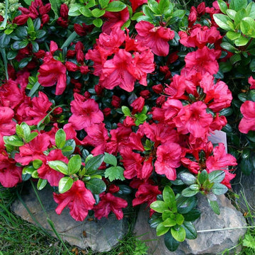 Dwarf Japanese Azalea seeds for planting in home gardens and containers.