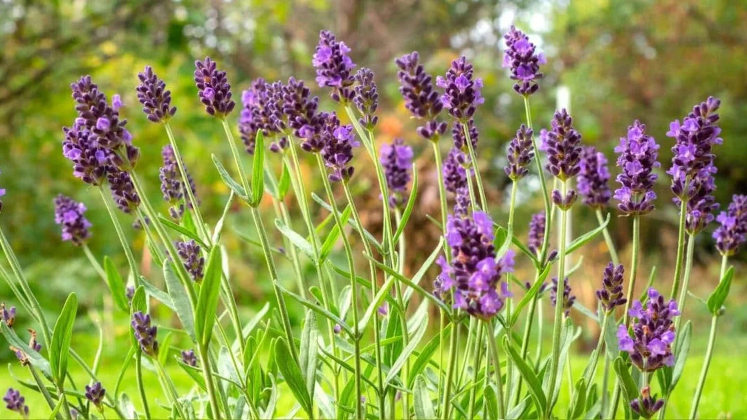 Lavender Flower seeds for Planting Wildflower Mix Heirloom & GMO Free Seeds for Home Garden
