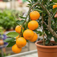 Compact Mandarin Orange citrus tree with bright fruit and glossy green leaves.