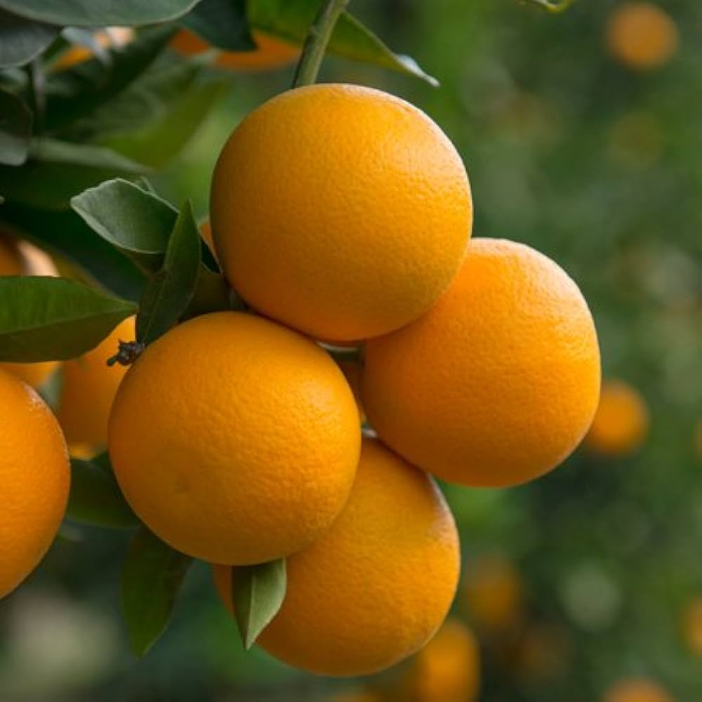 Dwarf Valencia Orange tree with ripe fruit