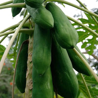 Dwarf Papaya Plant Growing in Home Garden