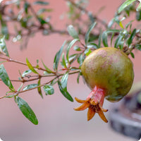 Dwarf pomegranate tree seeds Punica granatum nana compact edible ornamental shrub