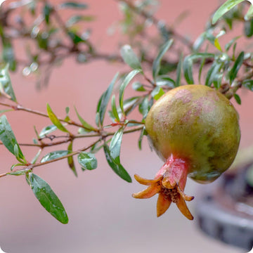 Dwarf pomegranate tree seeds Punica granatum nana compact edible ornamental shrub