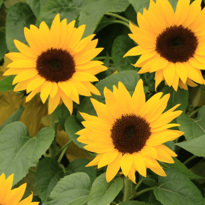 Dwarf Sunflower Miniature Sonnenblumen Series seeds