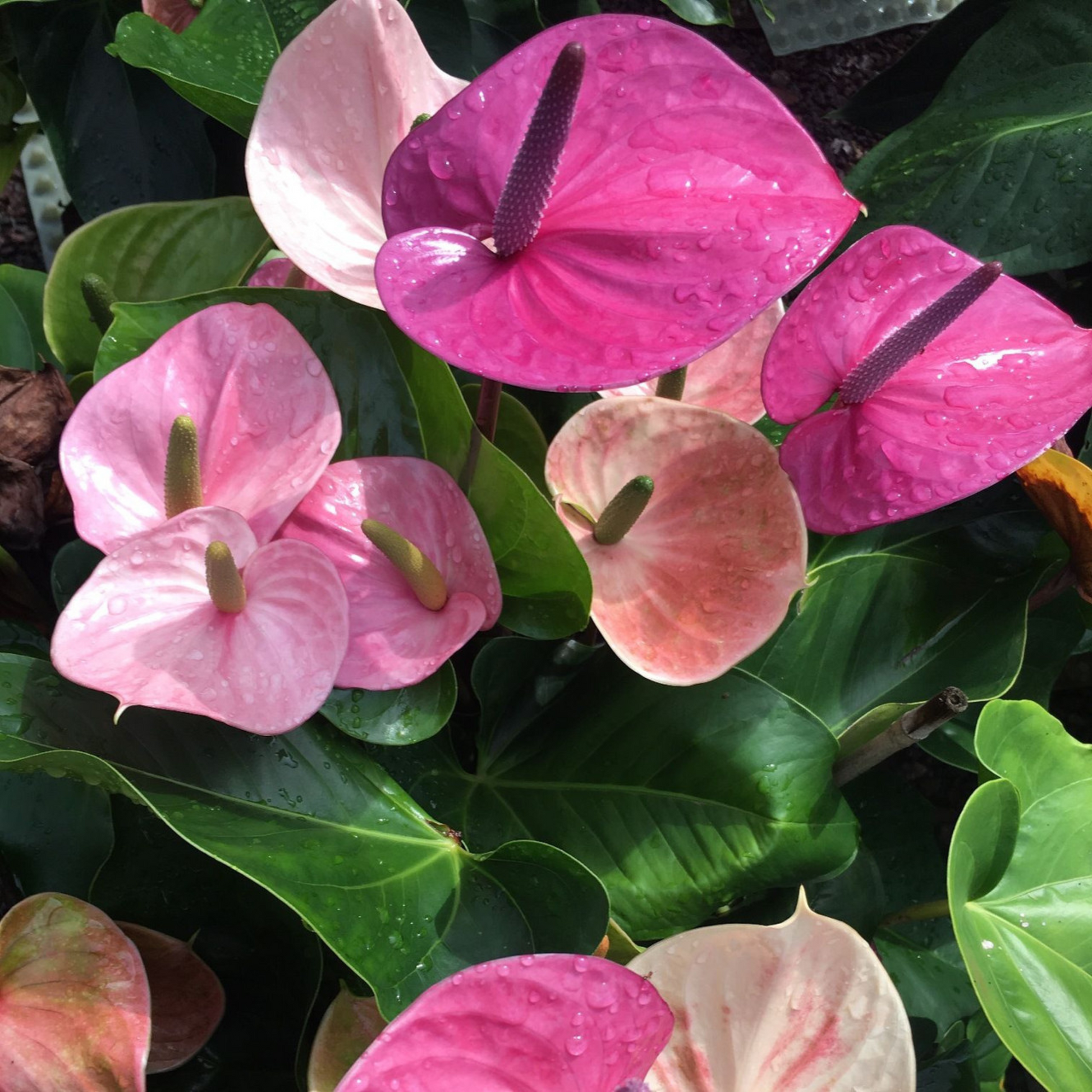 Anthurium 'Cavalli' Flower Seeds for Planting Long Bloom Season Heirloom & GMO Free Seeds for Home Garden  Sale
