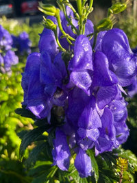 Aconitum Napellus Flower seeds for Planting - Premium Quality, Heirloom & GMO Free Seeds for Home Garden