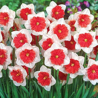 Light Red Daffodil Flower Seeds for Planting Fragrant Blossoms Heirloom & GMO Free Seeds for Home Garden
 
 Sale