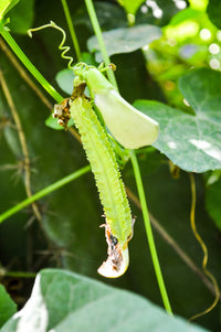 Winged Bean Seeds Four Angled Bean for Home Garden Planting