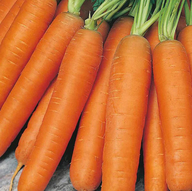 Early Nantes carrot seeds for planting in home vegetable gardens