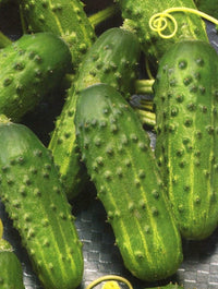 Fresh green cucumbers developing on productive garden vines.