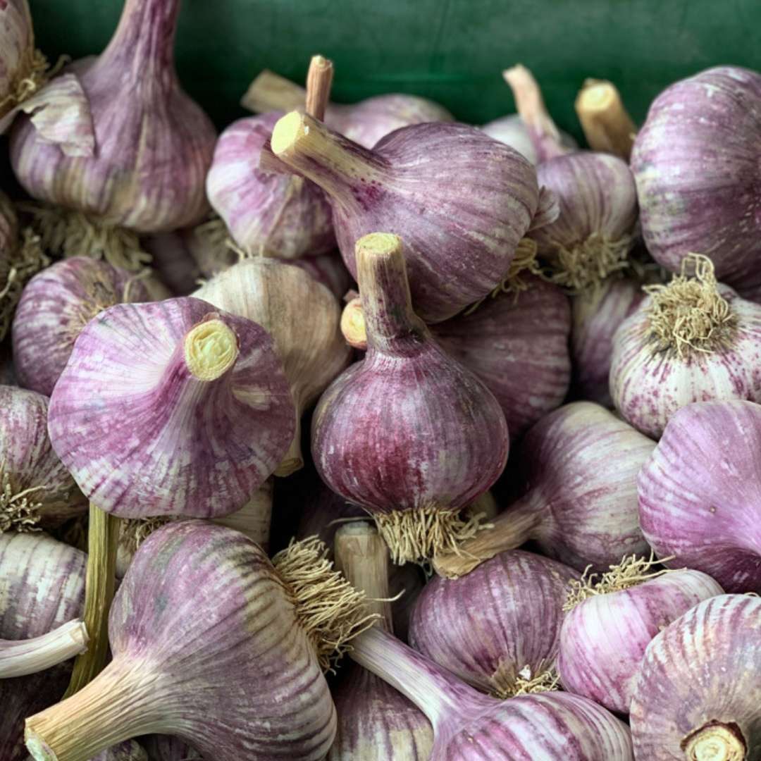 Early Purple Italian Garlic Bulbs for Garden Planting