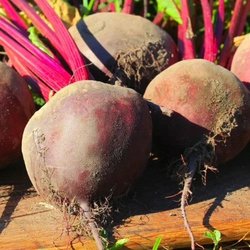 Early Wonder Tall Top Beets Growing in Home Garden