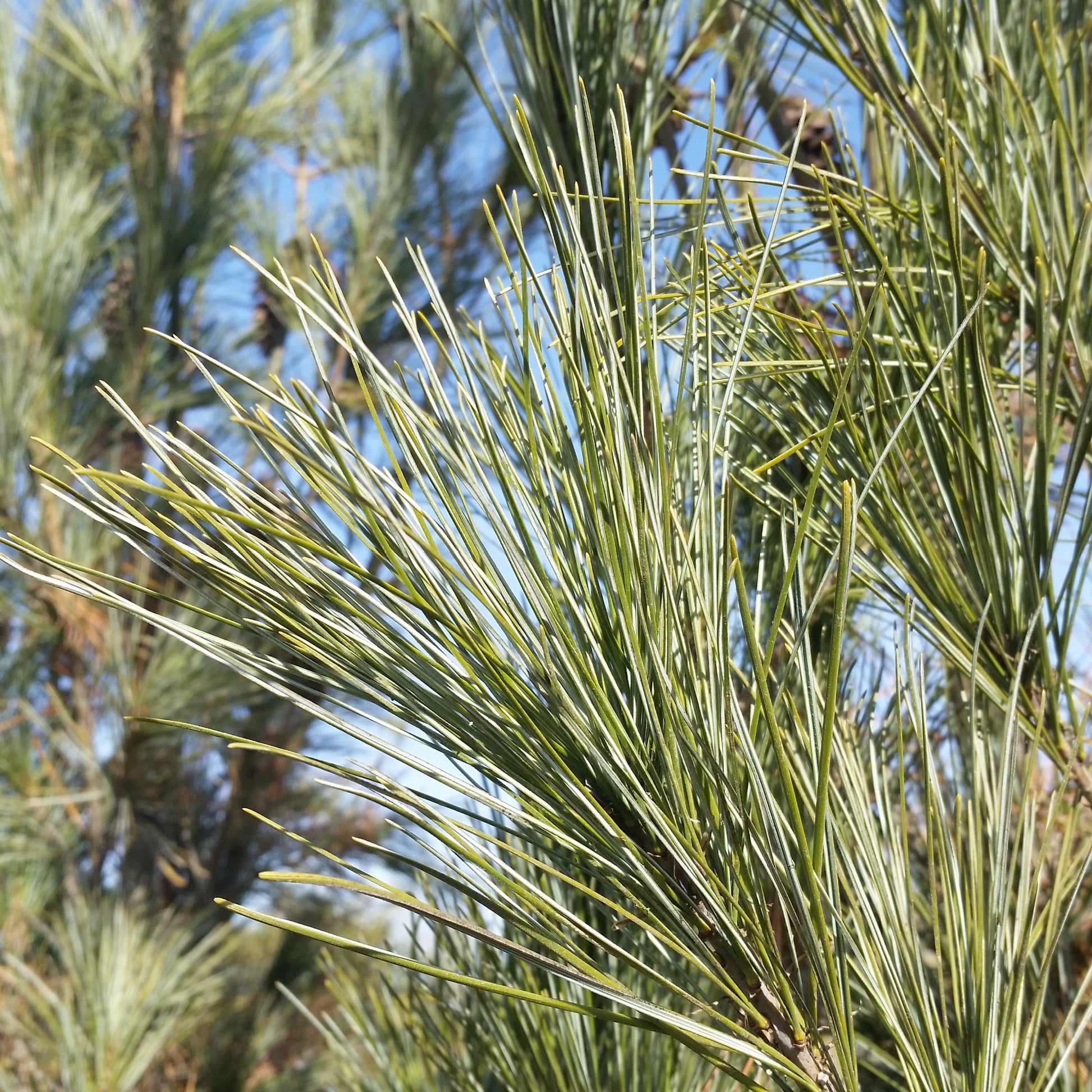 Young Eastern White Pine evergreen seedling growing in natural landscape
