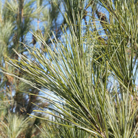 Young Eastern White Pine evergreen seedling growing in natural landscape