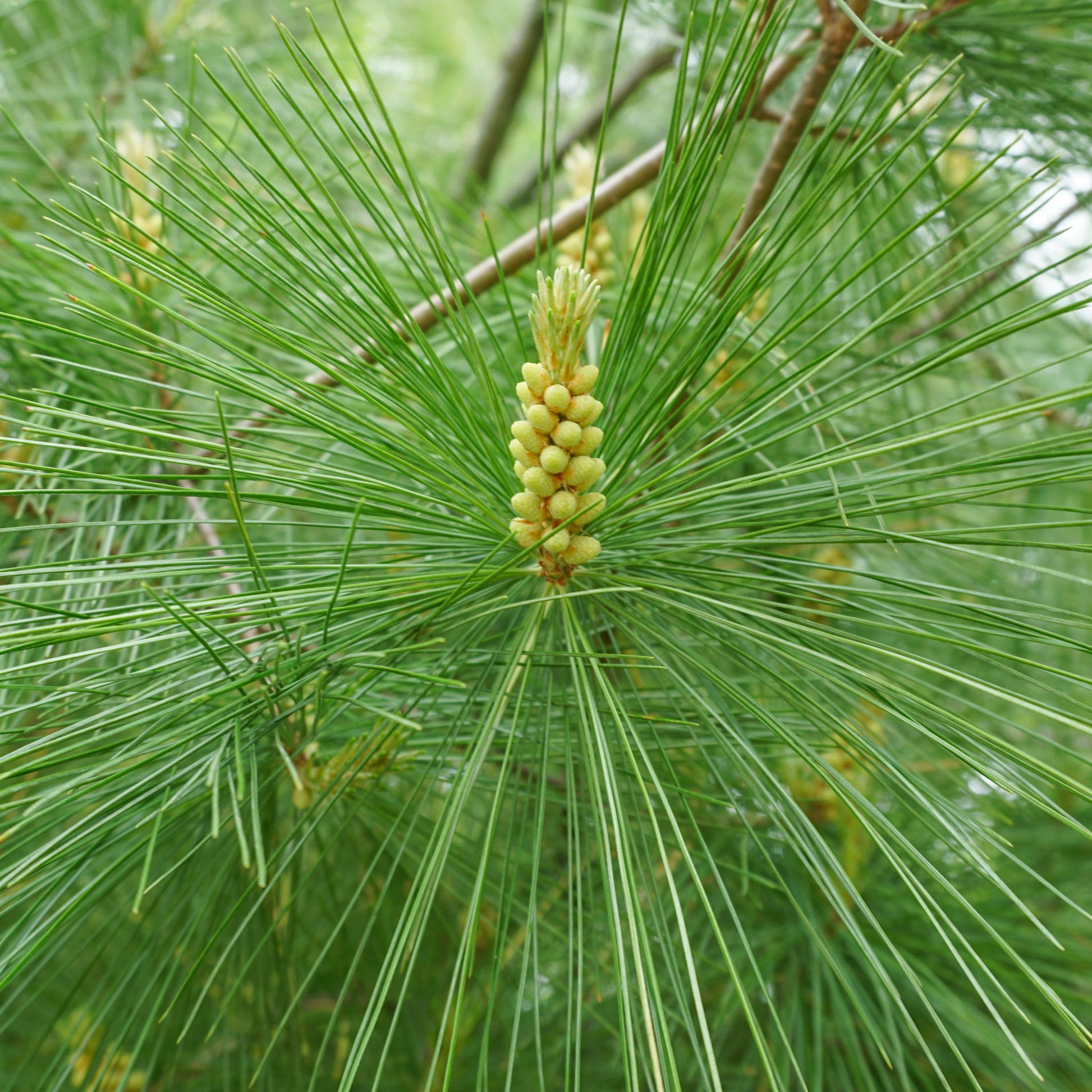 Eastern White Pine tree seeds ready for planting in home gardens