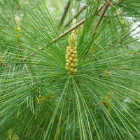 Eastern White Pine tree seeds ready for planting in home gardens