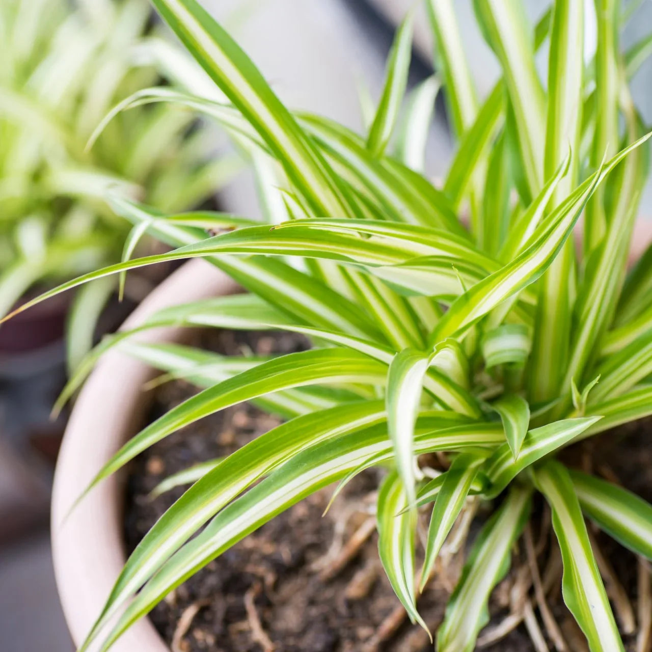 Close-up of green and creamy-white variegated Spider Plant foliage