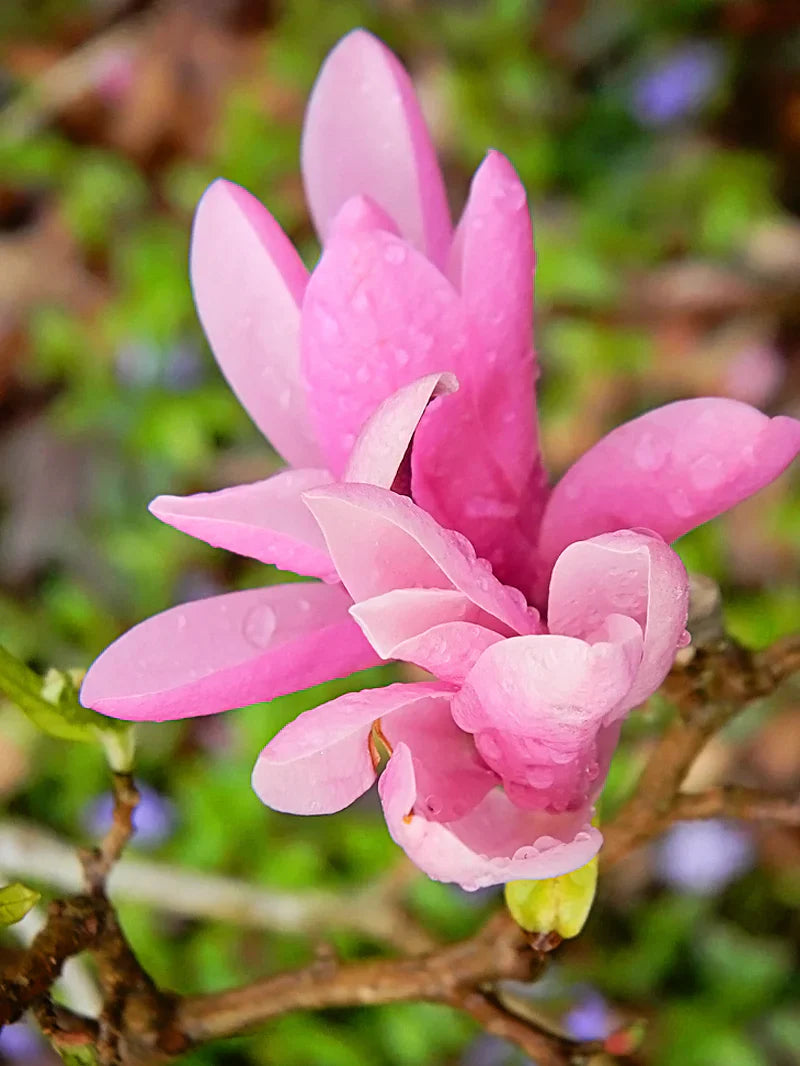 Easy Grow Baby Pink Yulan Seeds