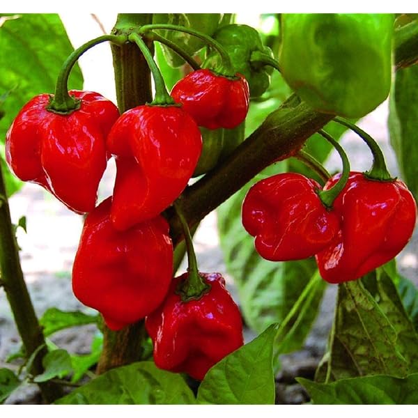 Easy-grow Carolina seeds for gardeners