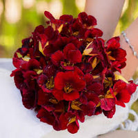 Easy-to-Grow Dark Red Nasturtium Flowers