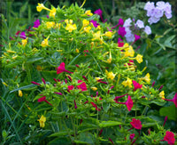 Easy Grow Mirabilis Seeds