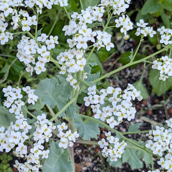 Easy Grow Seakale Flower Seeds