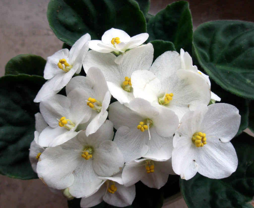 Easy Grow White Saintpaulia Seeds