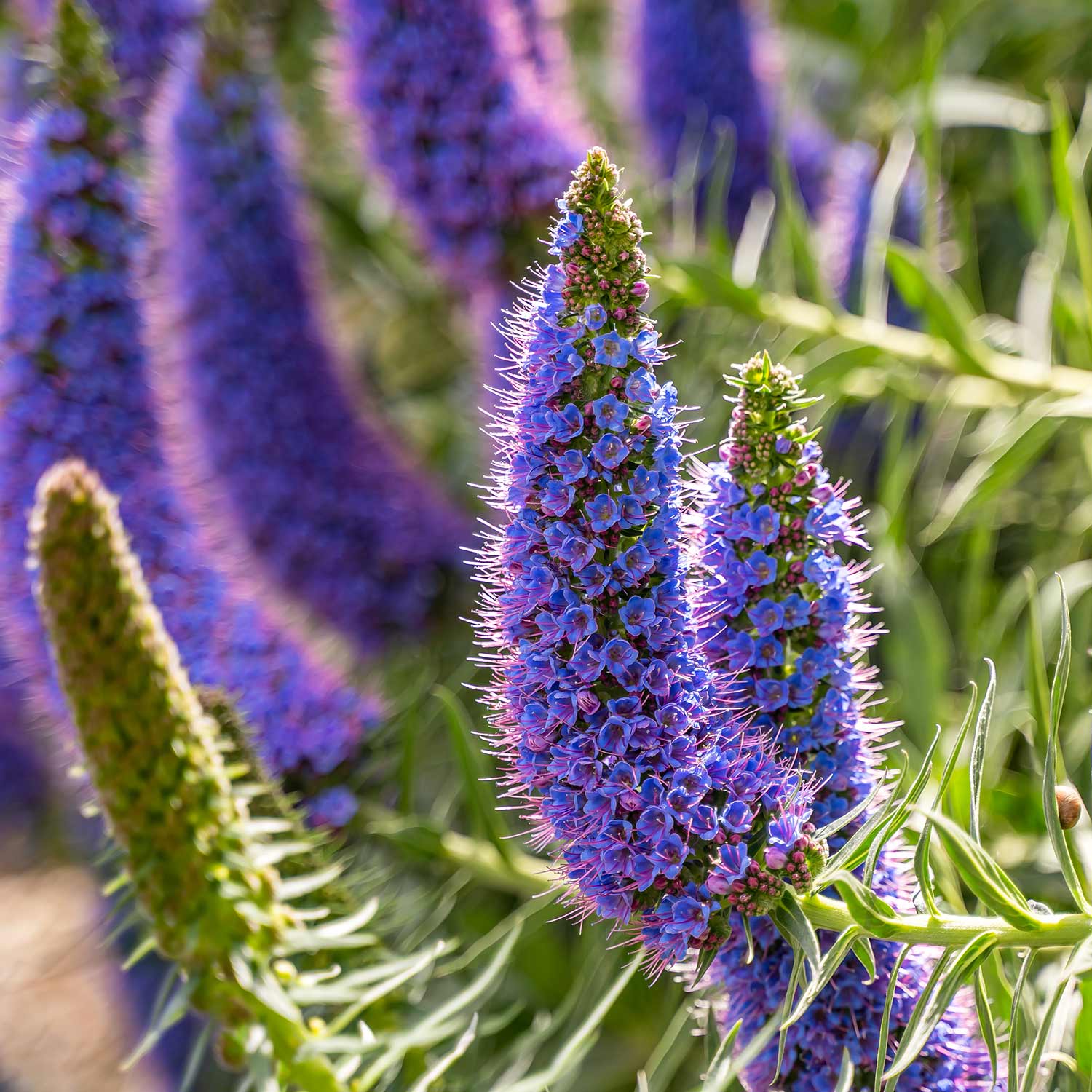Easy to grow Blue Fastuosum seeds for containers and gardens
