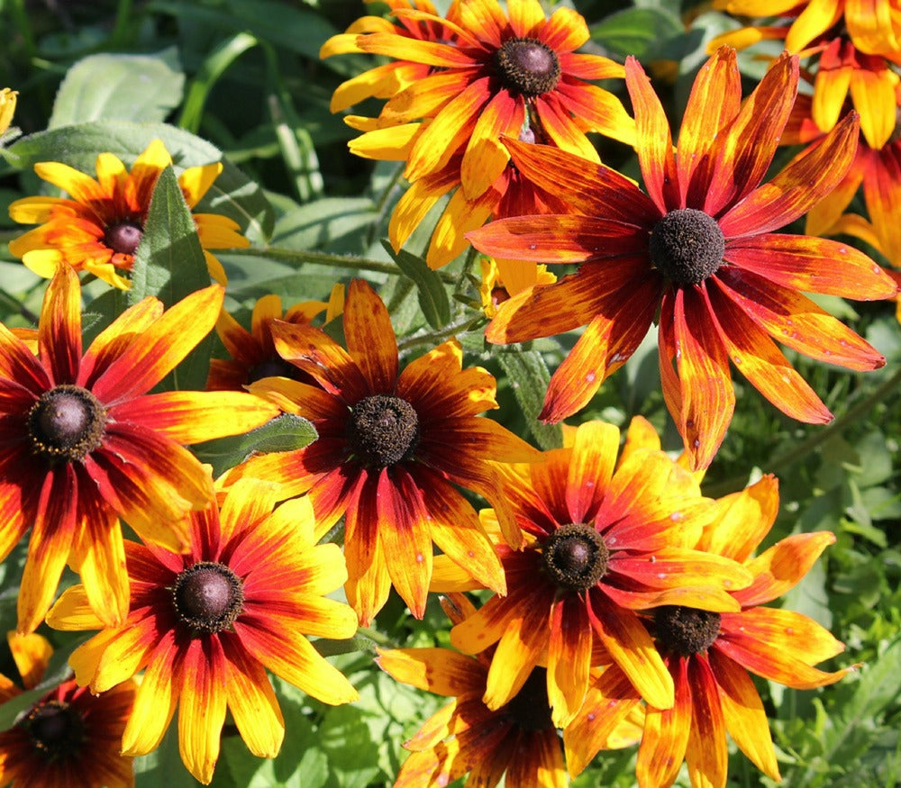 Yellow Rudbeckia flower seeds for long-lasting blooms
