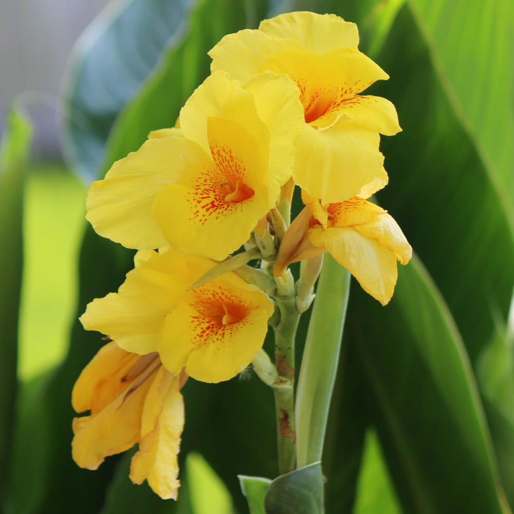 Easy to grow Yellow Pretoria seeds for containers and gardens

