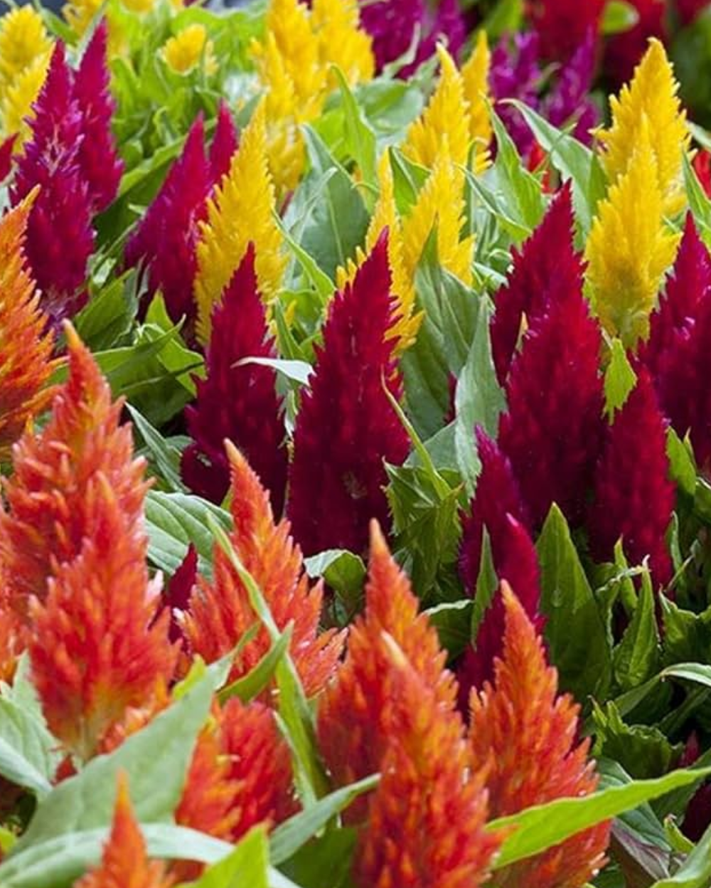 Mixed Celosia Argentea Flower seeds for Planting - Hardy Variety, Heirloom & GMO Free Seeds for Home Garden