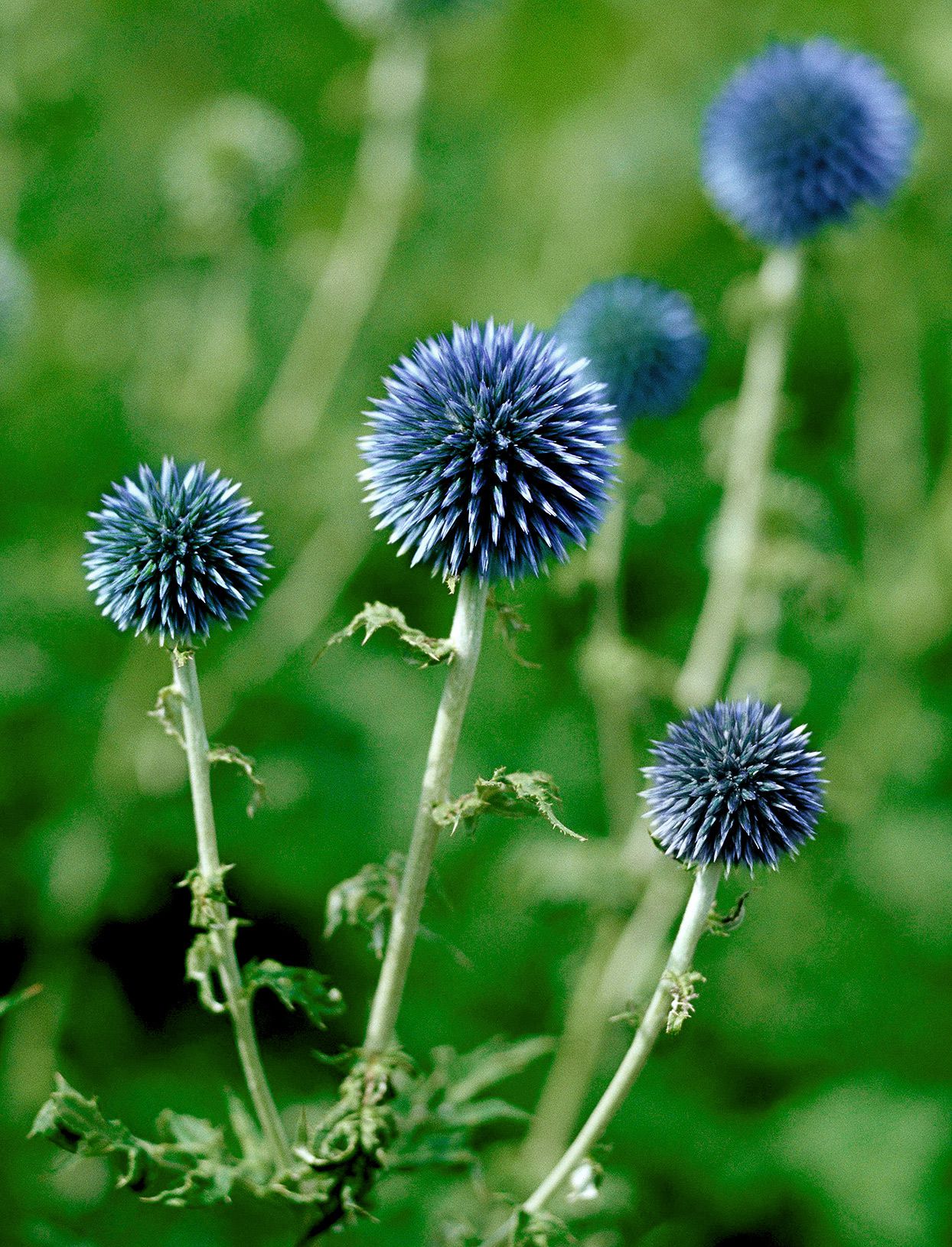 Blue Globe Thistle (Echinops Ritro) Flower Seeds, Allium Seeds for Home Garden