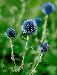 Blue Globe Thistle (Echinops Ritro) Flower Seeds, Allium Seeds for Home Garden