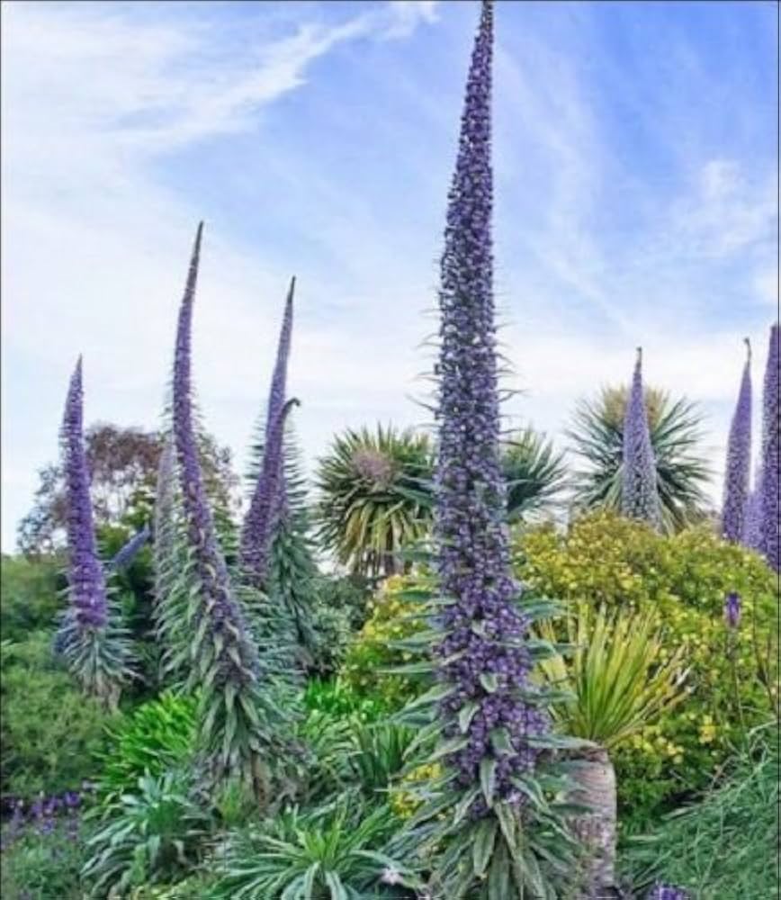 Echium Pininana Blue Steeple Tower of Jewels flowering plant with tall blue flower spikes.